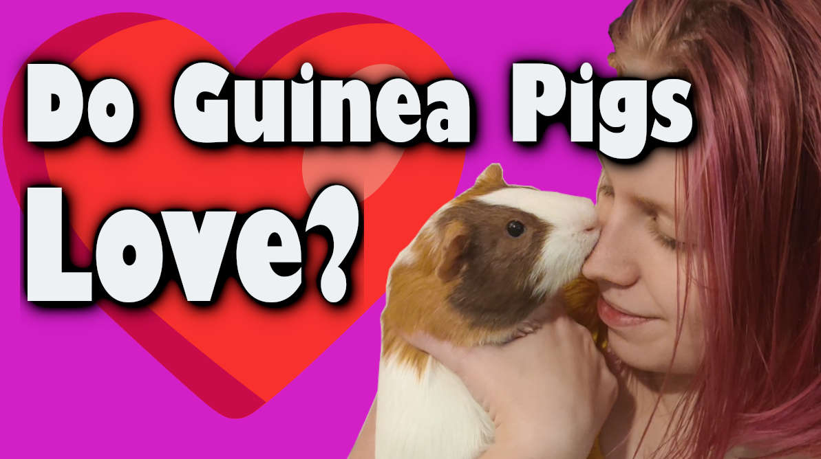 6 Signs Your Guinea Pig Loves You: Decoding Affection in Prey Animals