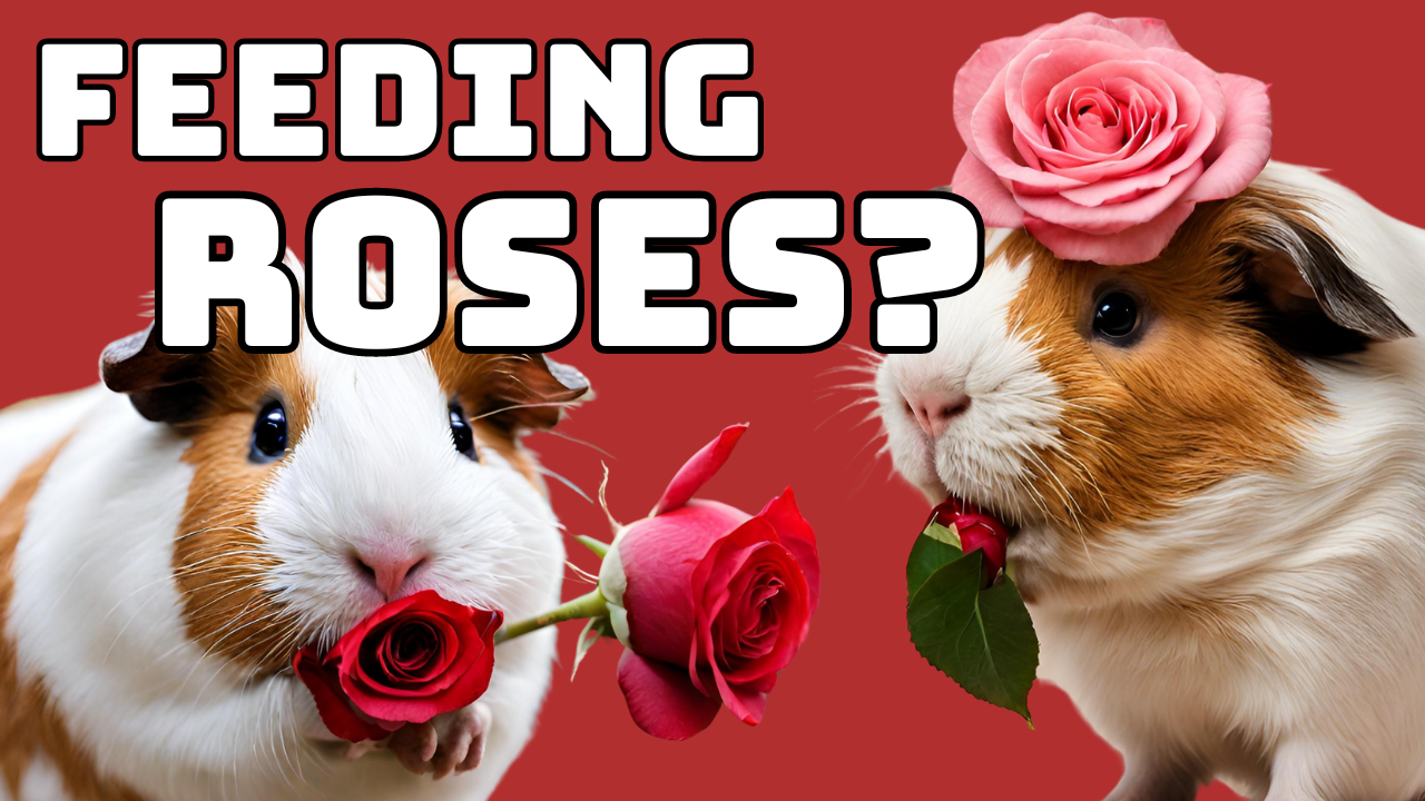 Are Valentine’s Day Roses Safe to Feed Your Guinea Pigs?