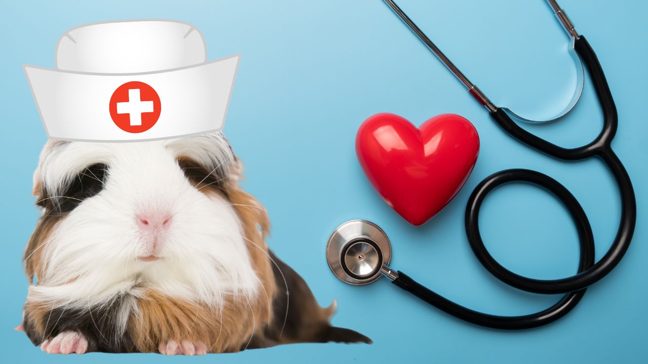 The Importance of Pet Health Insurance