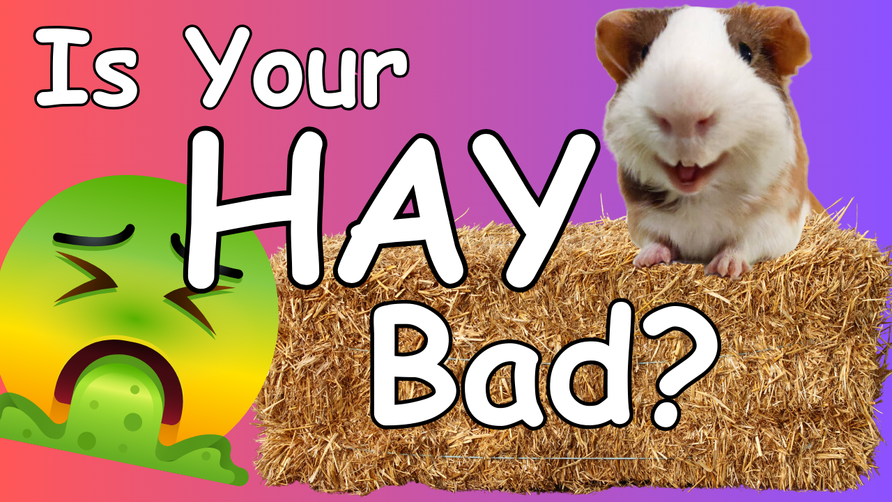 What Hay is Best for Your Guinea Pigs? (& How to Judge for Yourself!)