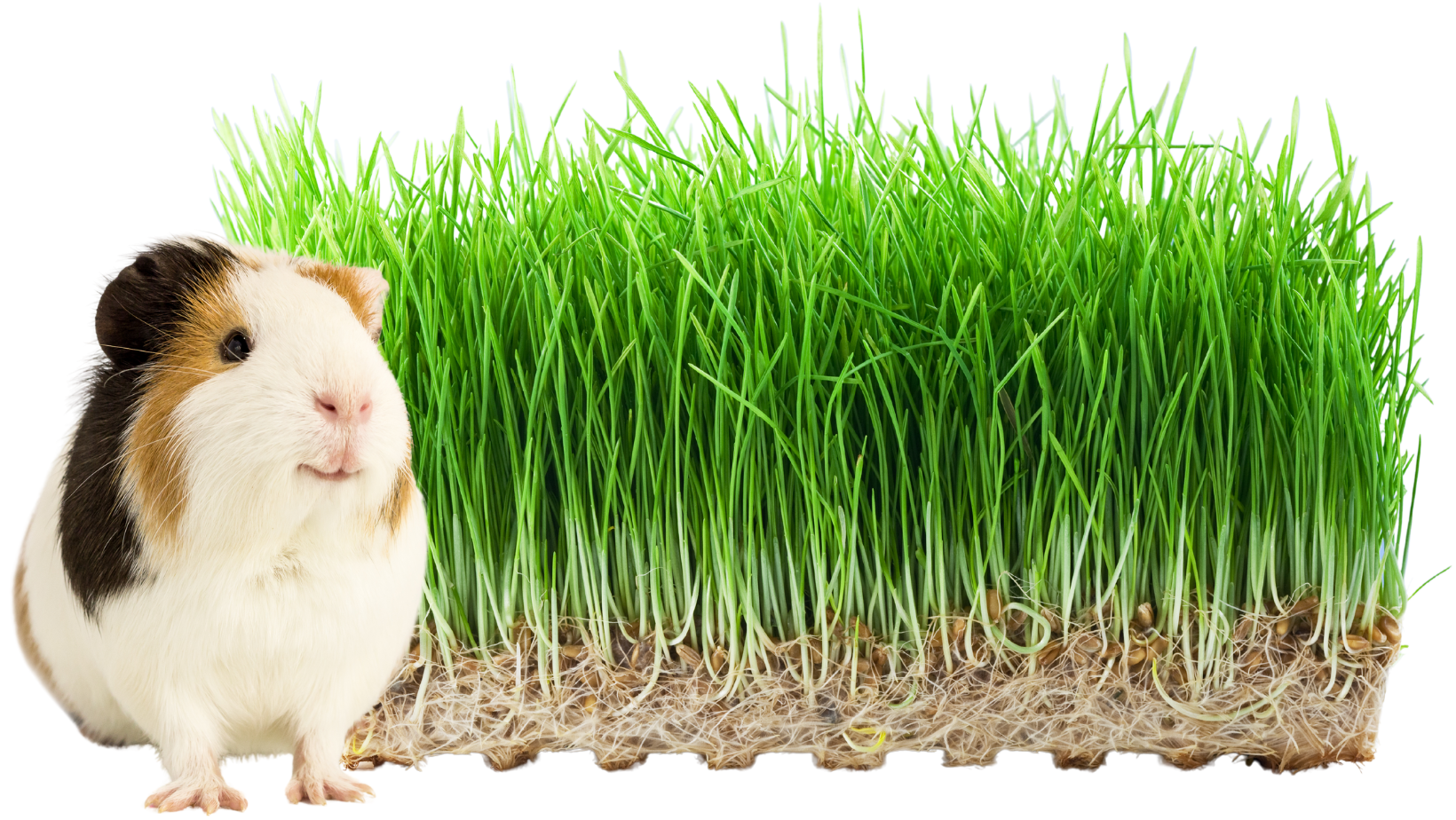 Why You Should Grow Wheatgrass for Your Guinea Pigs