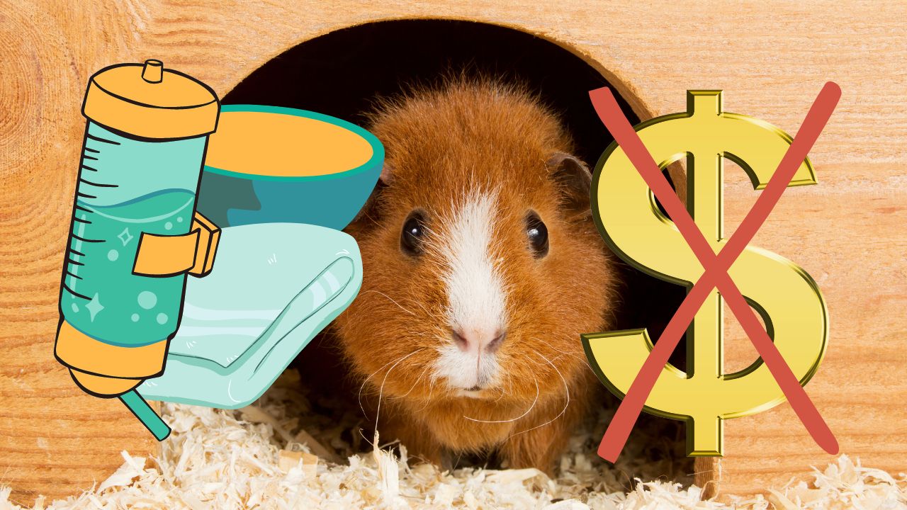 Image of a guinea pig in a wooden hidey house with icons of guinea pig supplies like a water bottle, food bowl, and towel with another icon of a crossed out $ indicating you won't need to spend much money