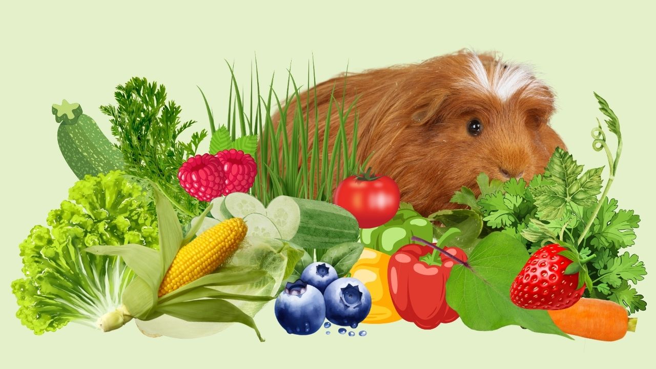 Photo of a guinea pig with a variety of vegetables and fruits that are good for guinea pigs including lettuce, corn, tomato, wheatgrass, parsley, carrot, bell peppers, and strawberry