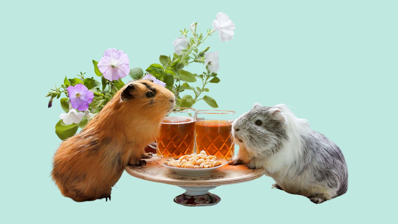 Image of two guinea pigs posed at a mini dining table, presumably ready to eat snacks and drink iced tea