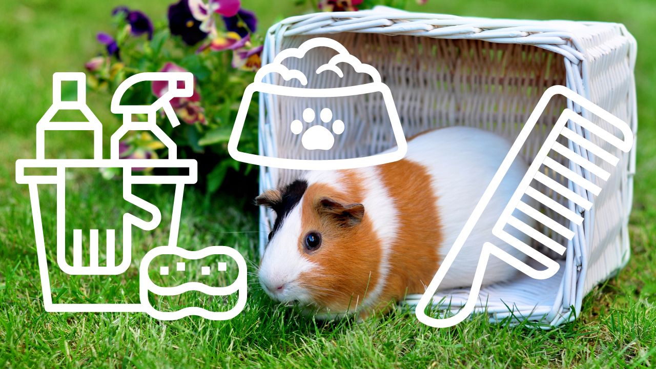 Image of a healthy guinea pig outside with care symbols around them like cleaning supplies, a food bowl, and a comb