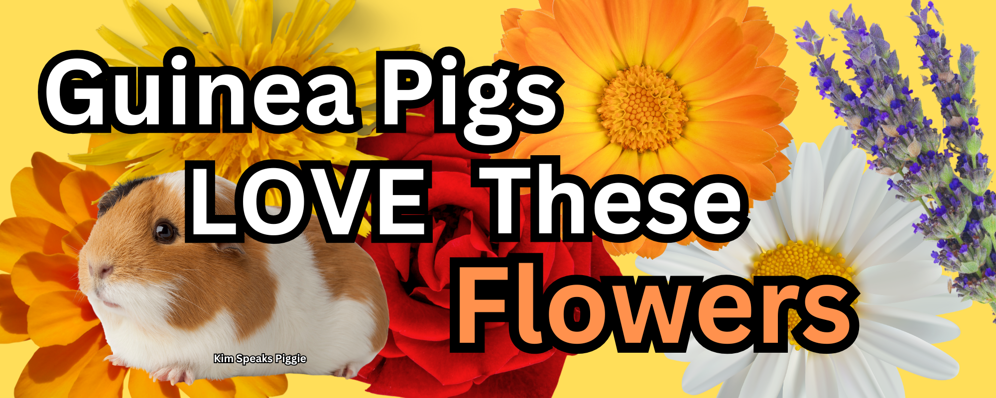 Edible Flowers: A Nutritious Foraging Experience for Your Guinea Pigs