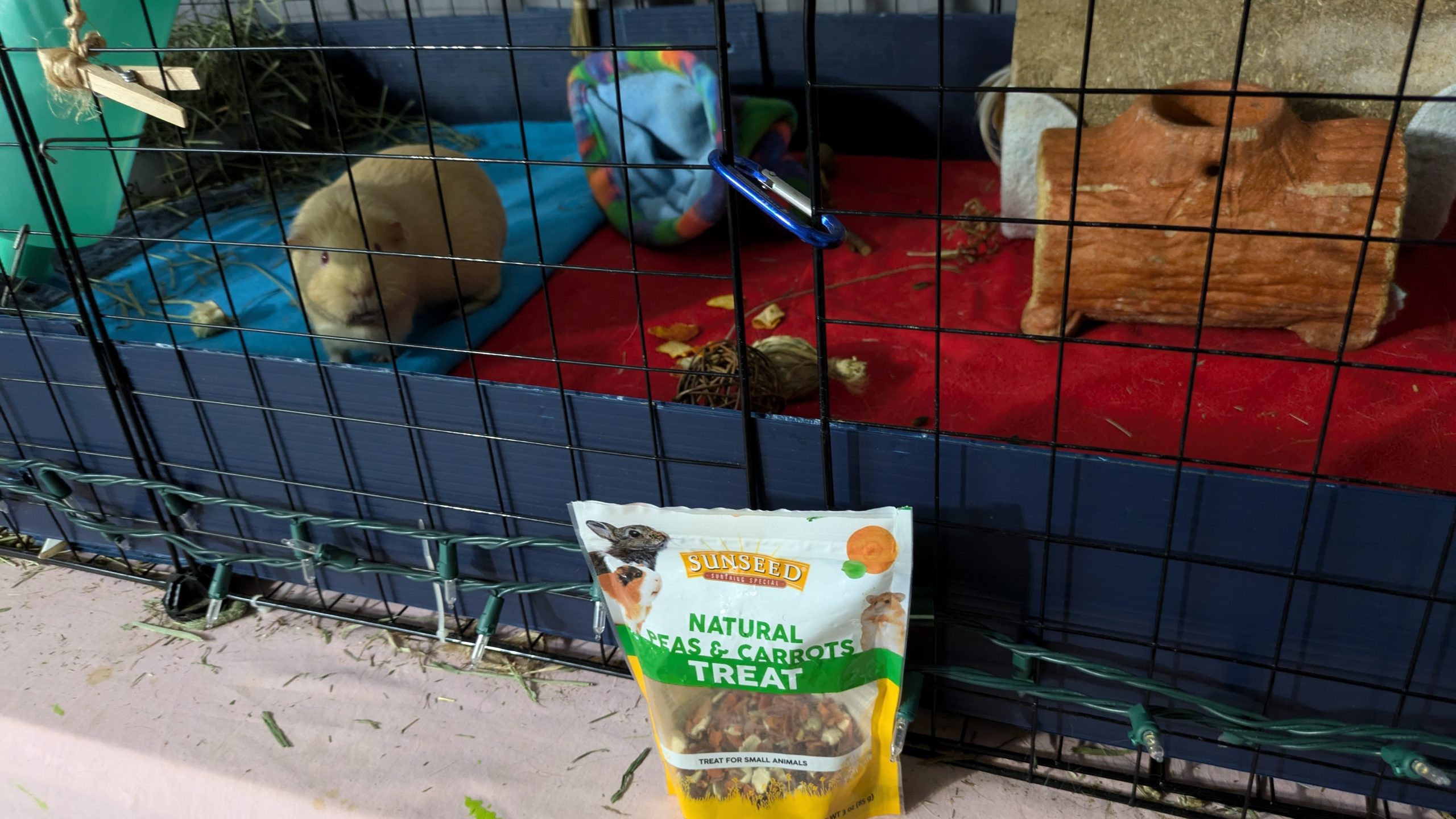 An image of a guinea pig cage with a yellow guinea pig looking at you (the camera) and beside the cage is a bag of treats for guinea pigs, located there for easy access so that the human can easily and quickly reach them to reward good behavior from the guinea pigs, like when they come over to the side of the cage as that's a good taming behav