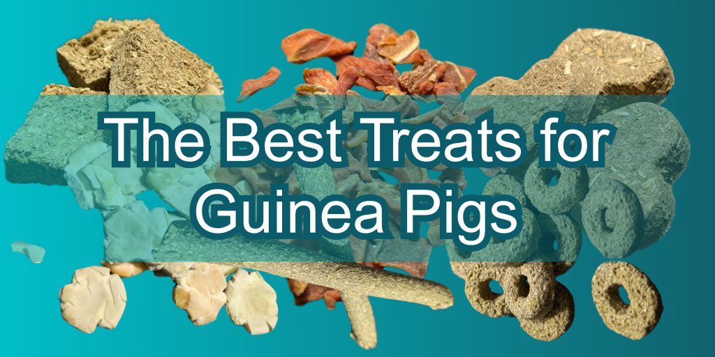 Infographic Titled "the best treats for guinea pigs" with images of various types of guinea pig treats in the background of the article which compares different guinea pig treats like hay sticks, pea flakes, oxbow cookies, and more.